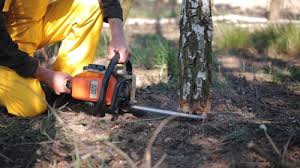 Best Tree Mulching Services  in Gardena, CA