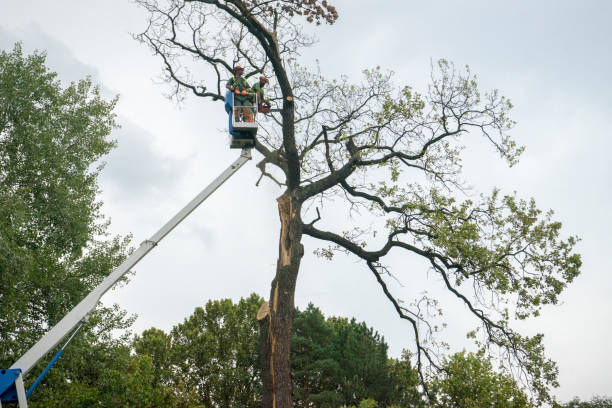 Professional  Tree Services in Gardena, CA