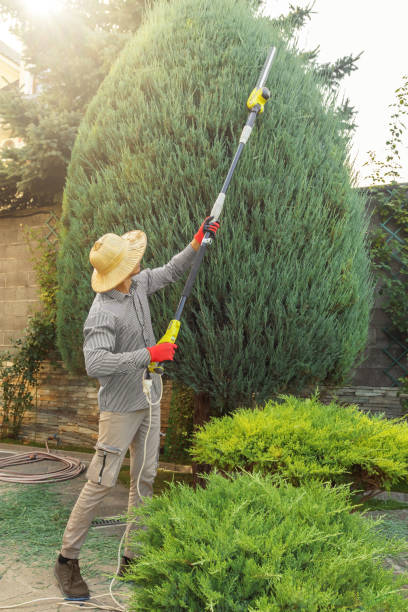 Best Hazardous Tree Removal  in Gardena, CA